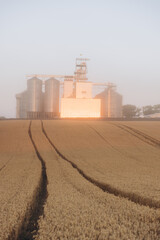 Fototapeta premium Grain silos and wheat field at dawn, agriculture industry and rural landscape during harvest