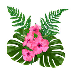 Pink hibiscus flowers and green leaves in tropical composition on white background © New Africa