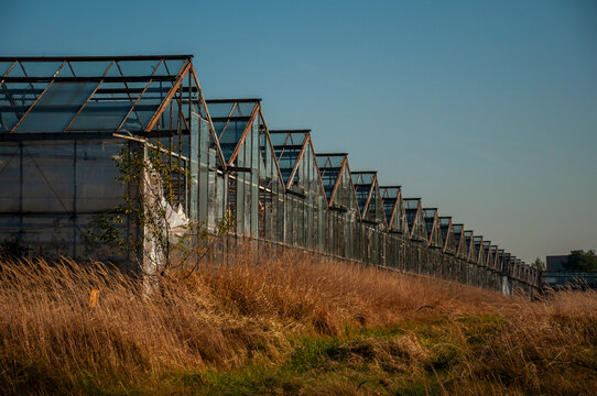 Abandoned old industrial glass greenhouse with dry dead plants and withered crops
