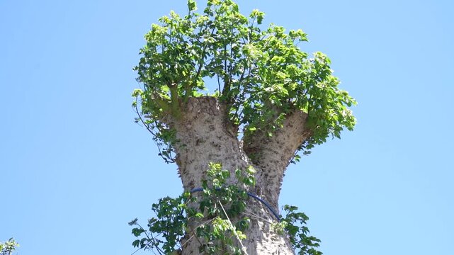 Thorny trunk of Chorisia floss silk tree with fresh green leaves 