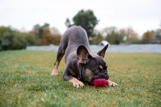 A lively bulldog plays on a grassy field, chewing a red ball and enjoying outdoor activity. Perfect for pet, dog, play, and family moments.