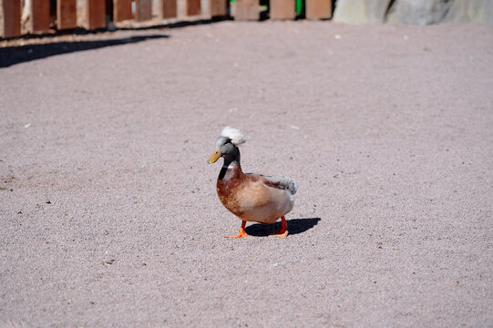 A crested duck walking calmly across a gravel field with a wooden fence background, enjoying sunshine and clear skies, exuding a peaceful and natural aura, making it a charming wildlife moment.