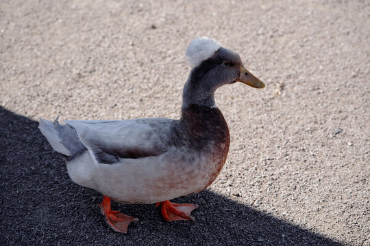Charming domestic duck with a unique crest, standing on a textured gravel background with natural lighting. Domestic Duck With Crest Stands on Gravel Under Soft Daylight