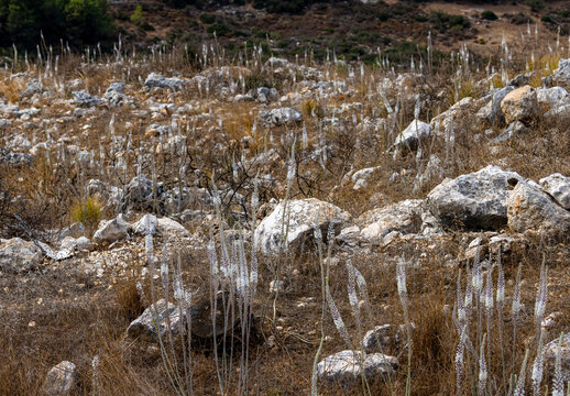 Sea Squill flowers blooming in rocky Mediterranean landscape