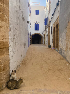 Typical street with cats of Essaouira old city, Morocco