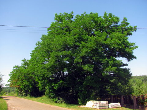Green acacia shelterbelt growing along a rural country road in summer