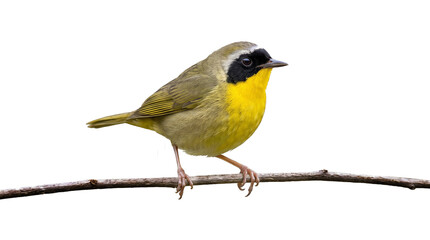 Fototapeta premium Small yellow and gray bird with black mask perched on a thin branch.