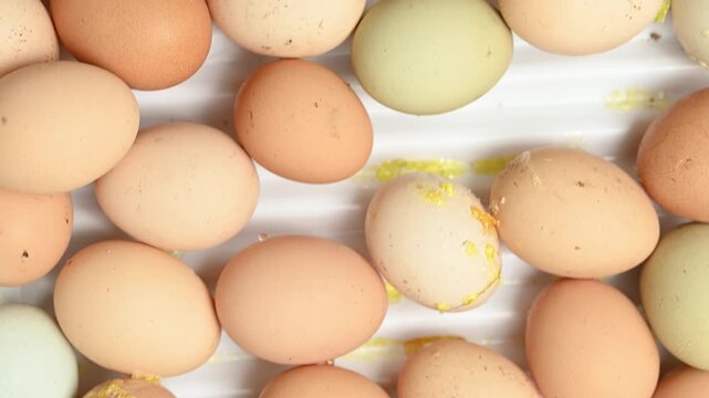 Egg Tray and Salmonella Outbreak Investigation Concept