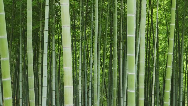 Lush Bamboo Forest in Kyoto with Repeating Green Bamboo, Japanese Nature Background