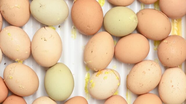 Assorted Raw Eggs and Salmonella Foodborne Illness Risk