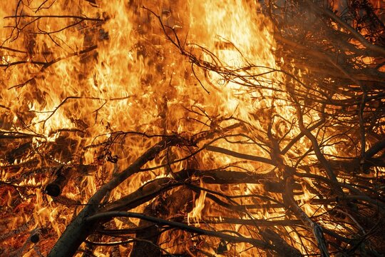 Branches burn in bright, intense fire with blazing flames, Finland