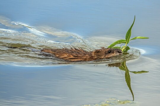 A beaver (Castoridae) with a plant in its mouth is swimming in the water, a small lagoon, Dossenheim, Rhein-Neckar district, Baden-W&uuml;rttemberg, Germany