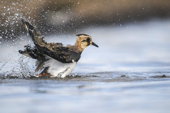 Lapwing, Vanellus Vanellus, Bath, Bathe, Birds, Charadriiformes, Limikolen, Plover, Potion, Birds, Wader, Watering Place, Waders