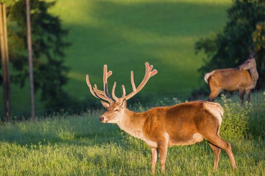 An Altai maral stag, Altai wapiti or Altai elk (Cervus canadensis sibiricus) stands in a meadow in the first light of the day