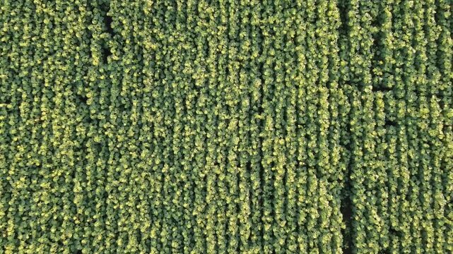 Aerial top-down  60fps tracking shot ascending over blooming green sunflower field