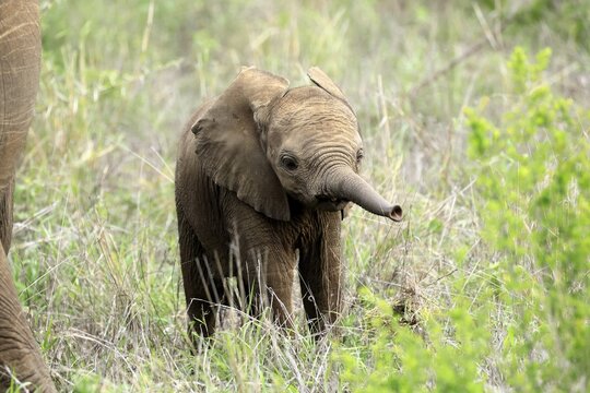 African elephant (Loxodonta africana), calf, baby, sniffing, spotting, Kruger National Park, Kruger National Park, South Africa