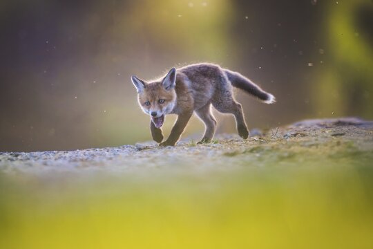 Red fox cubs (Vulpes vulpes), Zurich, Switzerland