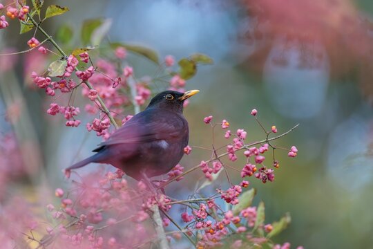 A common blackbird (Turdus merula) sits in a European spindle tree (Euonymus europaeus), and eats the fruit