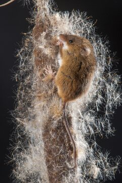 Harvest mouse, Micromys minutus, rodents, rodentia, dwarf mouse, high size, portrait format, mammals, mouse, muroids, rodents, mammals