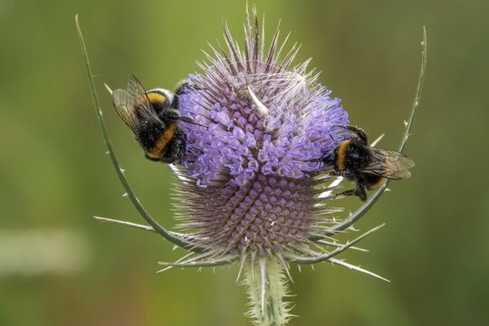 Two bumblebees are perched on flowering wild teasel (Dipsacus fullonum), Baden-W&uuml;rttemberg, Germany
