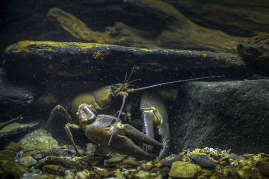 American crayfish, astacoid, astacus leniusculus, crayfish, Californian crayfish, pacifastacus leniusculus, signal crayfish
