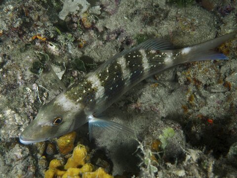 Striped fish, European seabream (Dentex dentex), resting on the sandy seabed at night, dive site: Hausriff, Stoja, Pula, Croatia, Mediterranean Sea