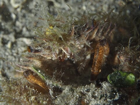 Close-up of a crab, the little spider crab (Maja crispata), covered in seaweed, dive site: Hausriff, Stoja, Pula, Croatia, Mediterranean Sea