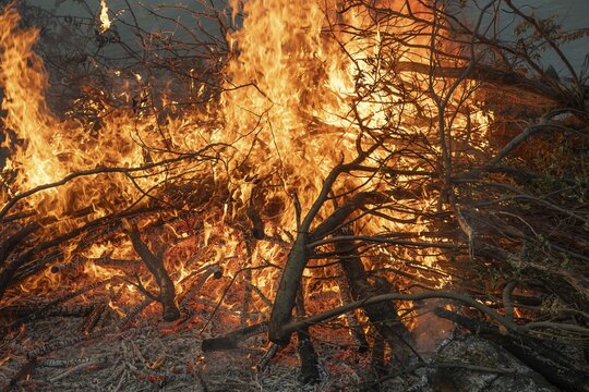 Burning branches with intense flames in a strong fire