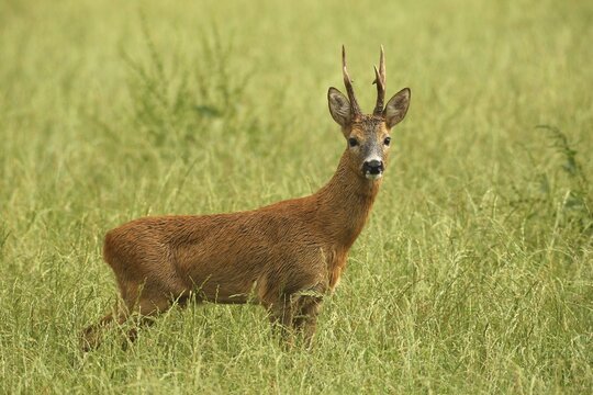 Roe deer (Capreolus capreolus) &ndash; a strong roebuck stands in a meadow after a thunderstorm during the rutting season, Allg&auml;u, Bavaria, Germany, Allg&auml;u, Bavaria, Germany