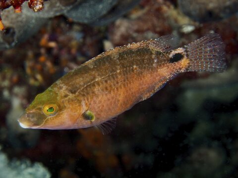 Orange Mediterranean wrasse (Symphodus mediterraneus) in an underwater reef, Hausriff dive site, Stoja, Pula, Croatia, Mediterranean Sea