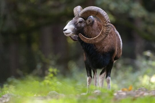 Artiodactyla, even-toed ungulate, mouflon, mouflon, mouflon, ovis gmelini musimon, cloven-hoofed, mammals, sheep, mammals, rams, game