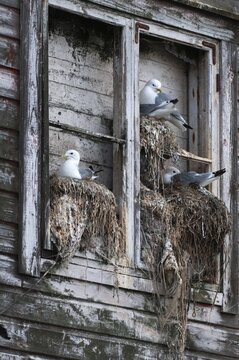 Black-legged Kittiwake, Black-legged Kittiwake, Norway, Rissa Tridactyla, Varanger, Birds, Breed, Brut, Breeding Colony, Charadriiformes, Gulls, High Size, Portrait, Colony, Limikolen, Seagulls, Nest, Birds