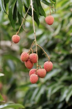 Lychee tree (Litchi chinensis), lychee tree, fruit, ripe, on the tree, Monzi, KwaZulu-Natal, South Africa