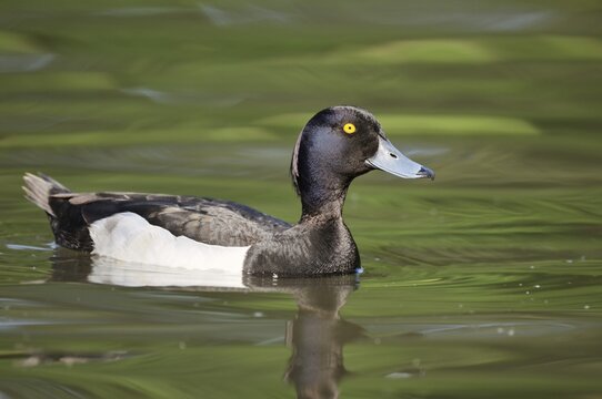 Tufted Duck (Aythya fuligula), a drake swimming, North Rhine-Westphalia, Germany