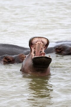 Hippopotamus (Hippopotamus amphibius), adult, in the water, yawning, menacing, portrait, iSimangaliso Wetland Park, KwaZulu-Natal, South Africa