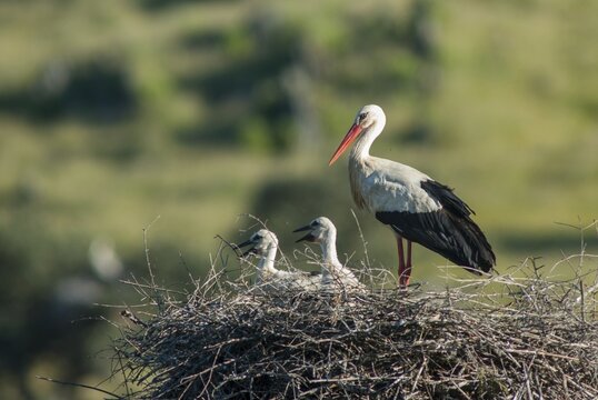 Ciconia ciconia, white stork, birds, ciconiiformes, extremadura, nest, walking birds, Spain, wading birds, stork, stork, stork, storks, birds