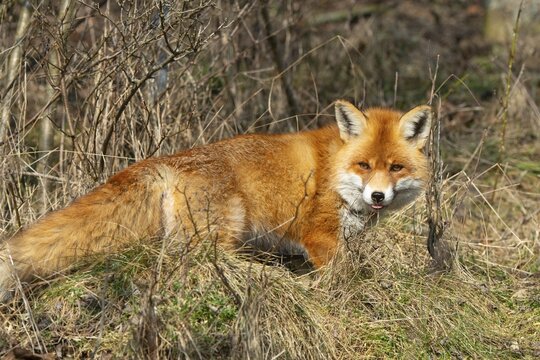 Carnivora, predators, red fox, vulpes vulpes, fox, mammals, raptors, mammals, mammals