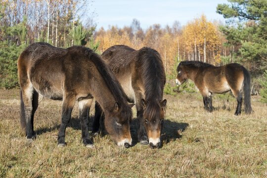 Equus ferus caballus, exmoor pony, Germany, Greiz, horse, odd-toed ungulates, perissodactyla, P&ouml;llwitzer Wald, Thuringia, grazing, domesticated animals, extensive grazing, pet, heather care, horses, house pet, mammals, horses, pony, mammals, unpaired ungulates