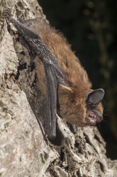 Nathusius pipistrelle, Pipistrellus nathusii, roughskin bat, bats, chiroptera, bats, high size, portrait format, mammals, mammals