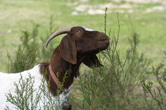 Artiodactyla, Boer goat, Capra aegagrus hircus sspec.1, even-toed ungulate, cloven-hoofed, domesticated animals, woody bite, pet, landscape management, landscape preservation, mammals, goat