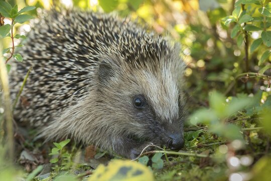 Erinaceus europaeus, hedgehog, insectivora, insectivora, insectivora, adolescent, juvenile, mammals, prickly, mammals, defensive