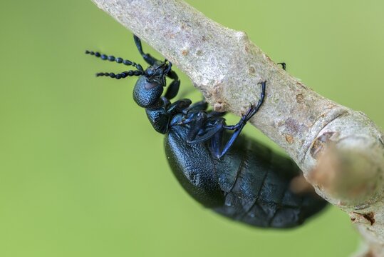Blue mayworm, meloe cf violaceus, meloe violaceus, meloid beetle, violet oil beetle, purple oil beetle, purple oil beetle, beetle, coleoptera, female, insects, beetles, female oil beetle