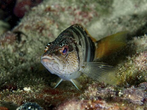 A fish with a striped pattern and alert eyes, the scribe wrasse (Serranus scriba), on the seabed, at the Hausriff dive site, Stoja, Pula, Croatia, Mediterranean Sea