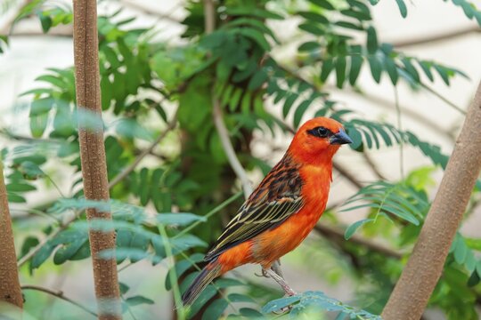 A male red fody (Foudia madagascariensis) sits in a tree. Madagascar, Amirantes, Comoros, Seychelles, Mauritius, R&eacute;union, Saint Helena