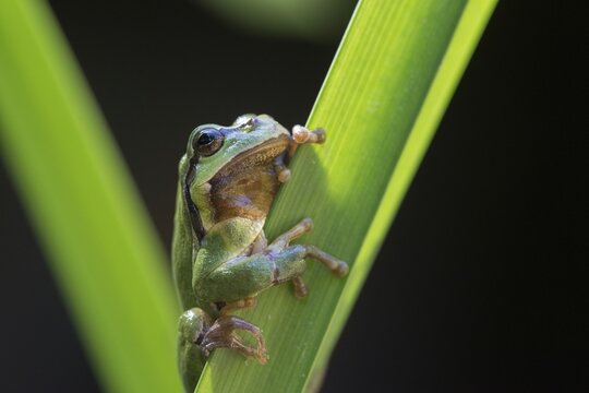 European tree frog, hyla arborea, tree frog, amphibians, amphibians, amphibians