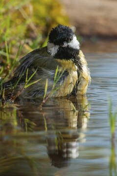 Great tit, great tit, parus major, bath, bird bath, birds, high size, portrait format, tits, passeri, songbirds, tits, drinking water, birdbath, birds, watering place