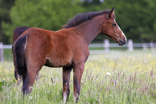 Young horse, foal (Equus ferus caballus) domestic horse, young large horse in a meadow, Schleswig-Holstein, Germany