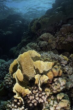Blade firel coral (Millepora platyphylla), Dive Site House Reef, Mangrove Bay, El Quesir, Red Sea, Egypt