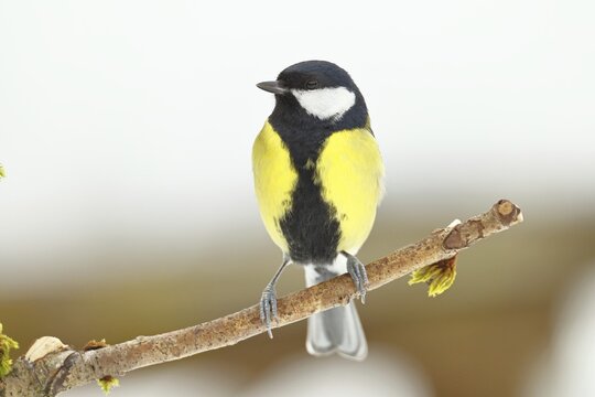 Great Tit (Parus major), sitting on a branch overgrown with moss and lichen, Wildlife, Animals, Birds, Tits, Wilnsdorf, North Rhine-Westphalia, Germany