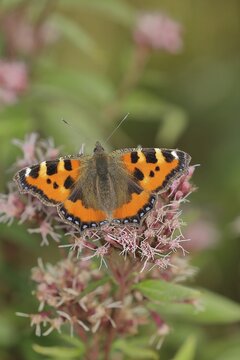 Small tortoiseshell (Aglais urticae), on common water aster (Asteraceae), Wilnsdorf, North Rhine-Westphalia, Germany